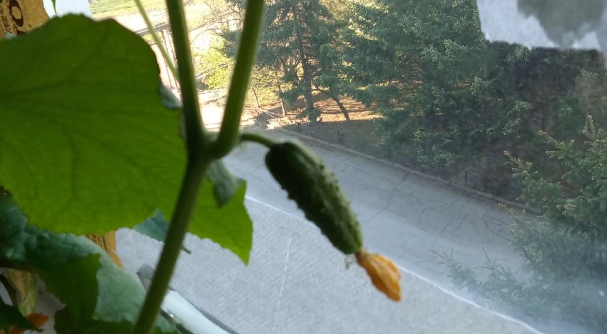 огурцы на подоконнике