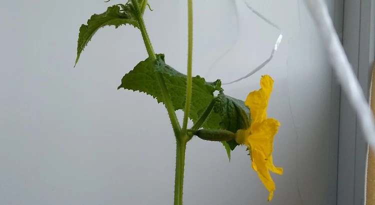 огурцы на подоконнике