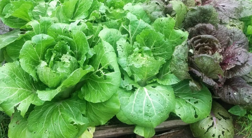 выращивание пекинской капусты сорта