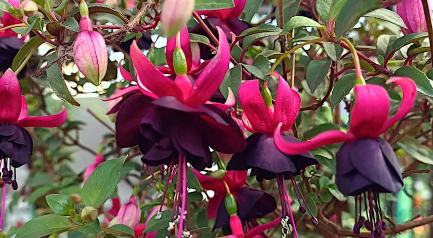 Как обрезать фуксию