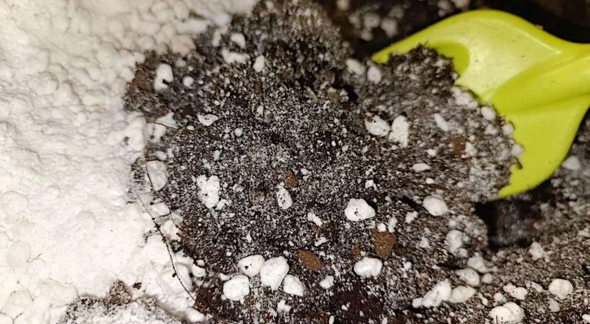 фуксия размножение