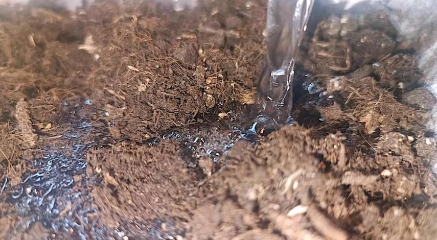 размножение фуксии в домашних условиях