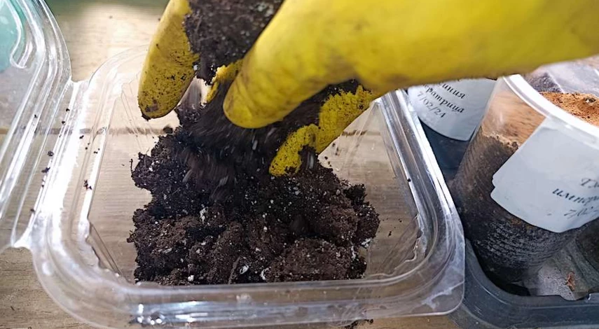 цветок фуксия размножение