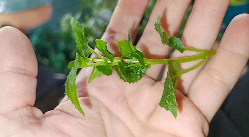 черенкование фуксии