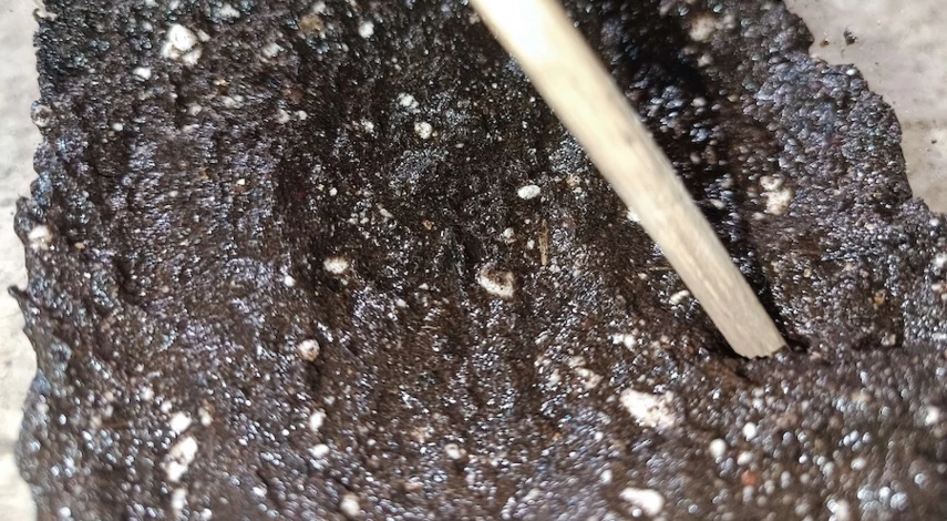 посадка фуксии