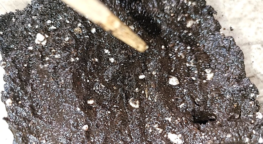 фуксия посадка и уход