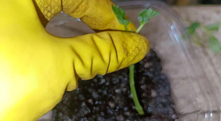 цветы фуксия посадка