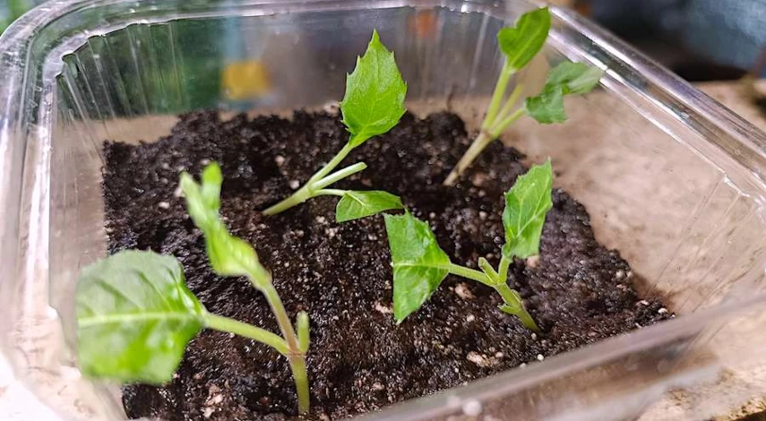 условия посадки фуксии