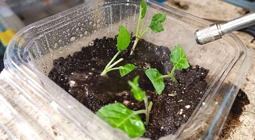 Как посадить фуксию