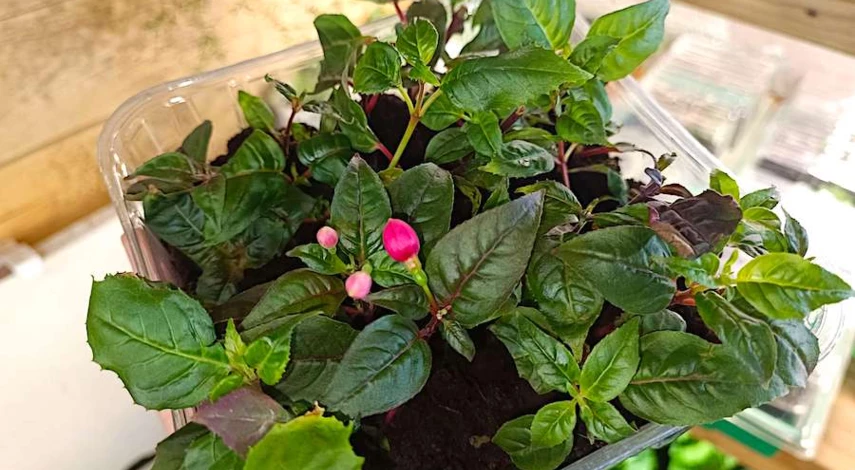 Посев семян фуксии