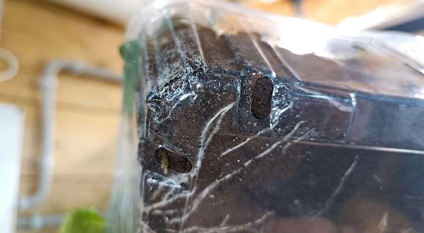 грунт для фуксии