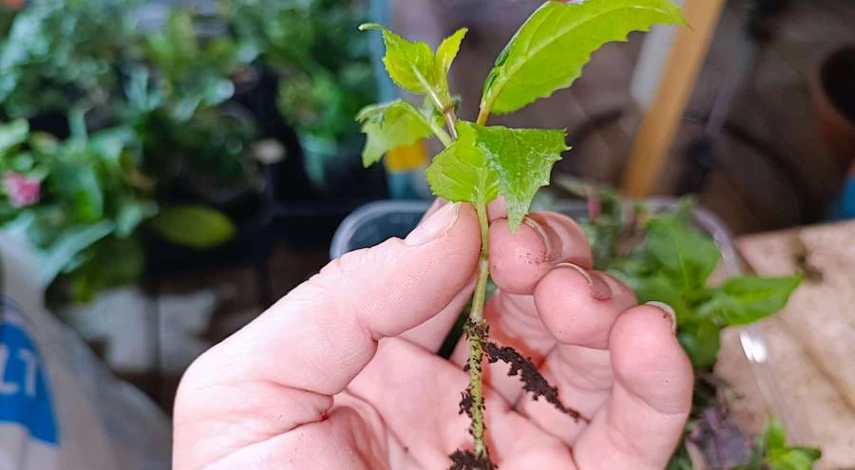 Пикировка фуксии