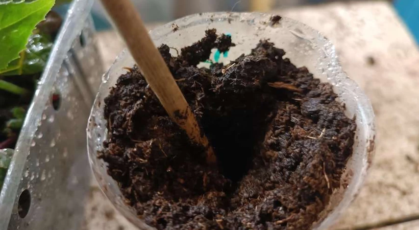 Пересадка фуксии