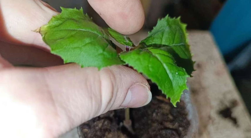 Пересадка комнатной фуксии