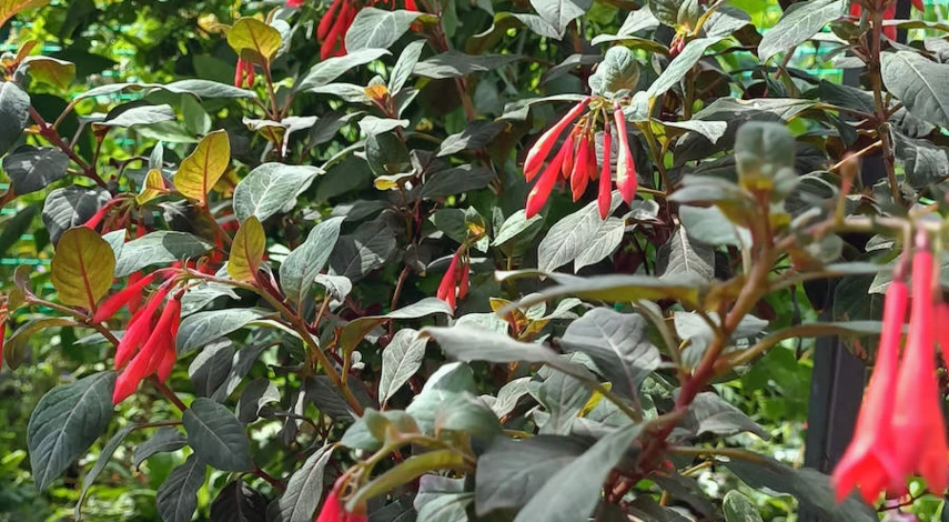 фуксия полив