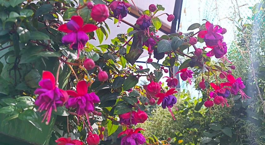 Комнатный цветок фуксия