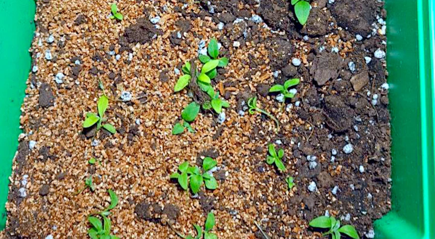 пикировка алиссума