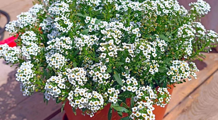 алиссум сорта