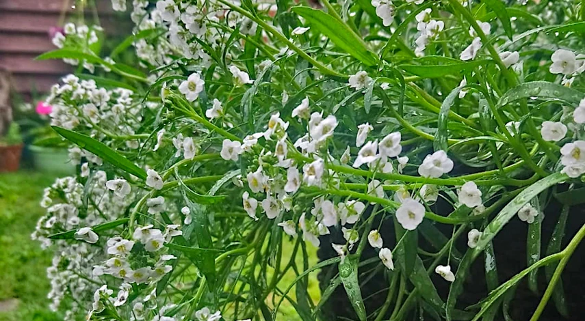 алиссум описание сорта