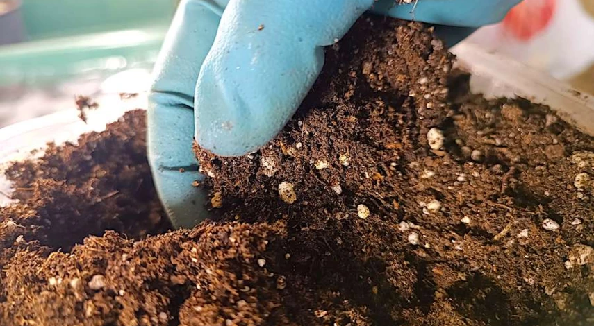 алиссум грунт