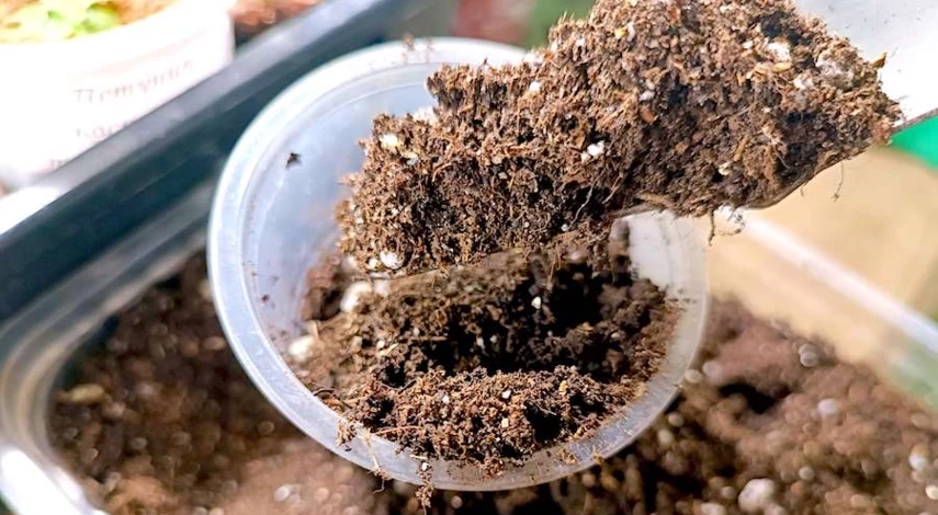 пикировка алиссума в домашних