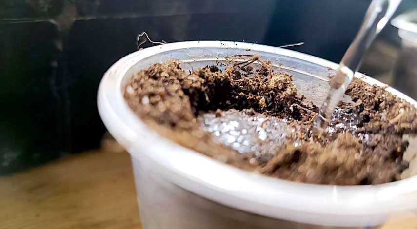 пикировка алиссума после всходов