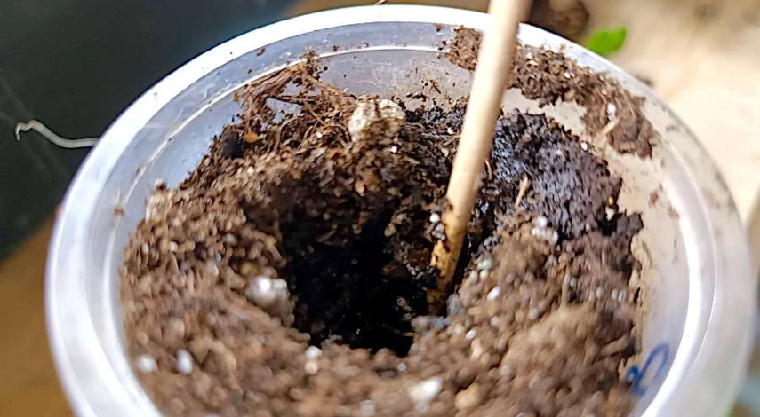 пикировка алиссума в домашних условиях