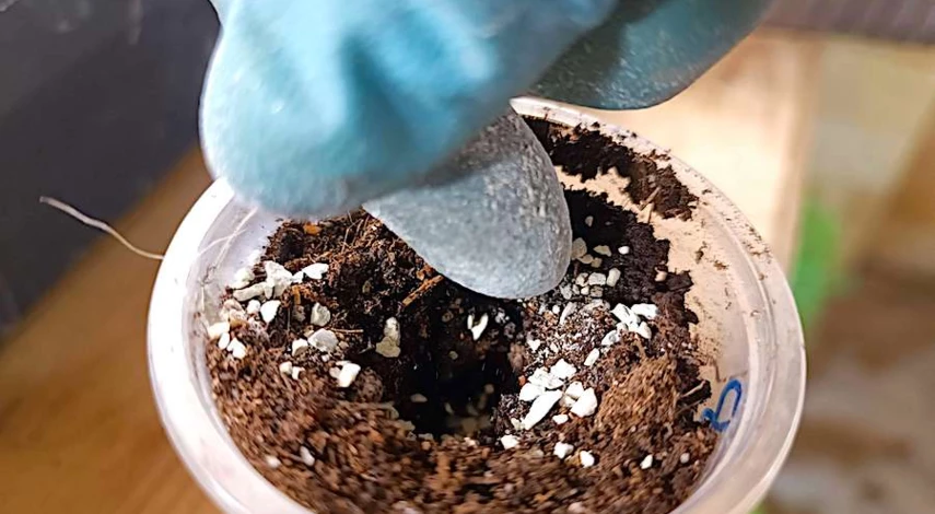 алиссум без пикировки