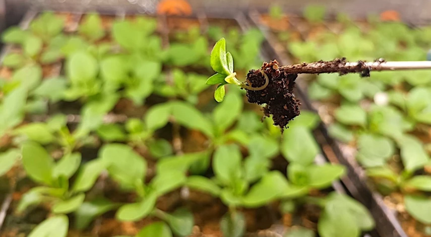 алиссум пикировка рассады пошаговое