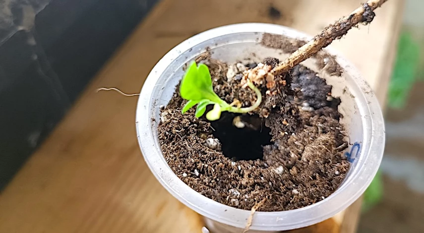 пикировка алиссума в домашних условиях фото