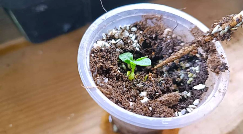 пикировка рассады алиссума пошагово