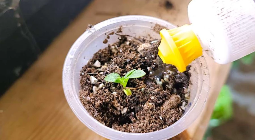 как пикировать алиссум