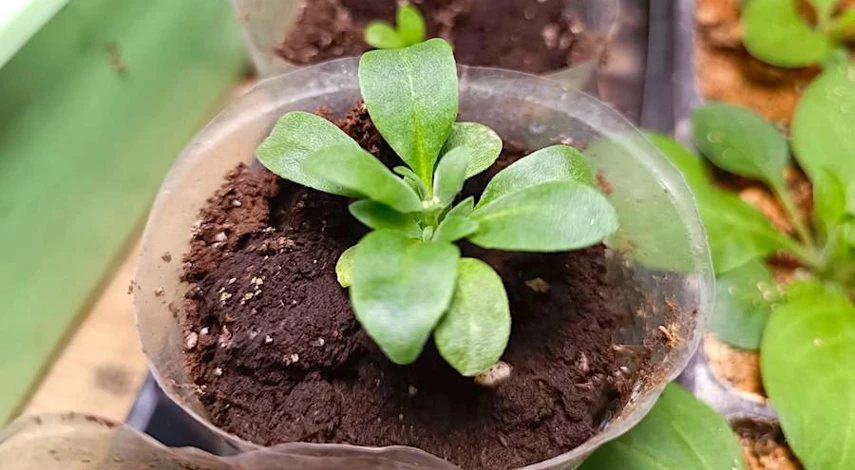 как пикировать алиссум в домашних