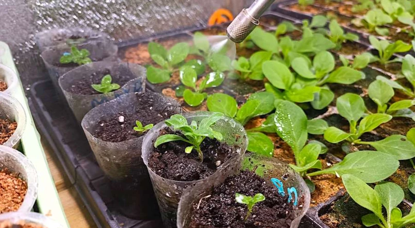 как пикировать алиссум в домашних условиях