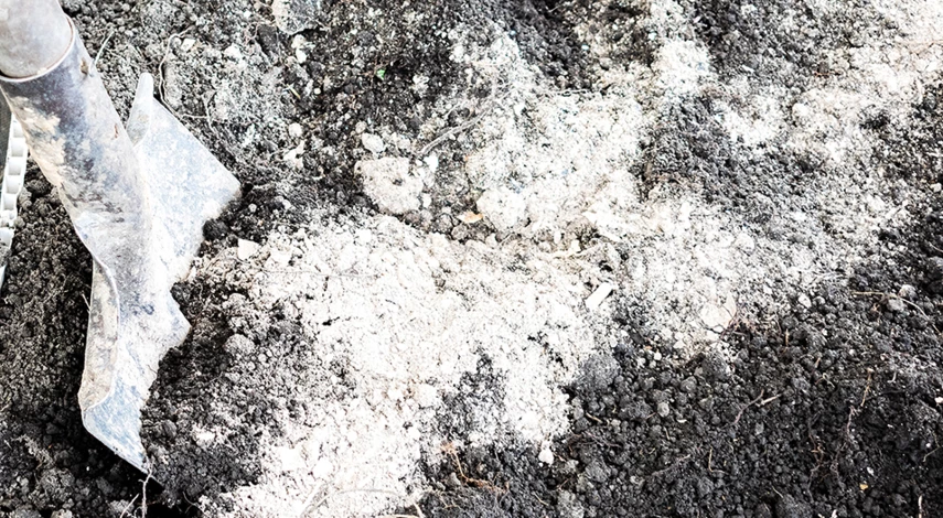 чем подкормить чеснок весной