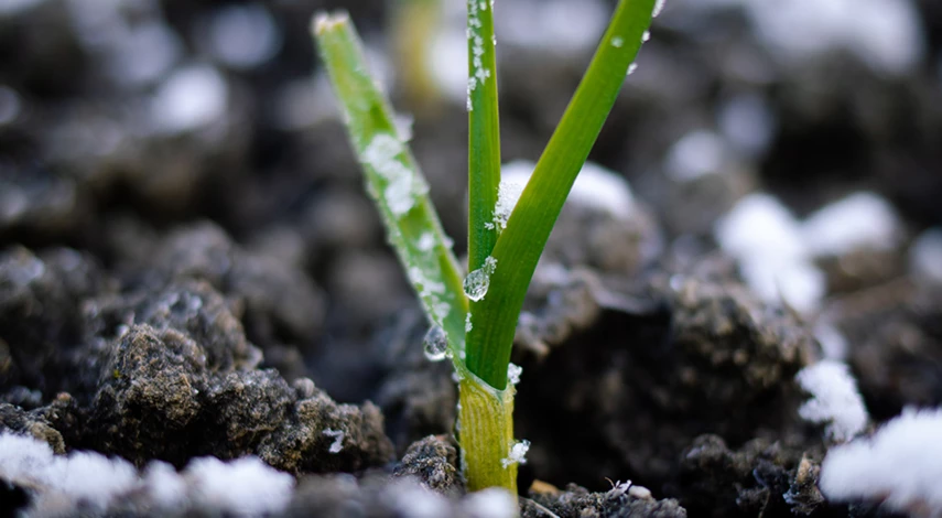 подкормка чеснока