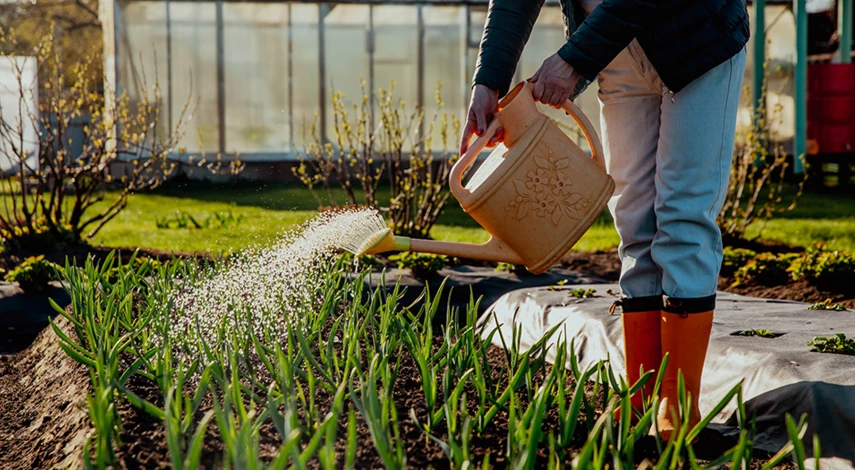подкормка чеснока весной