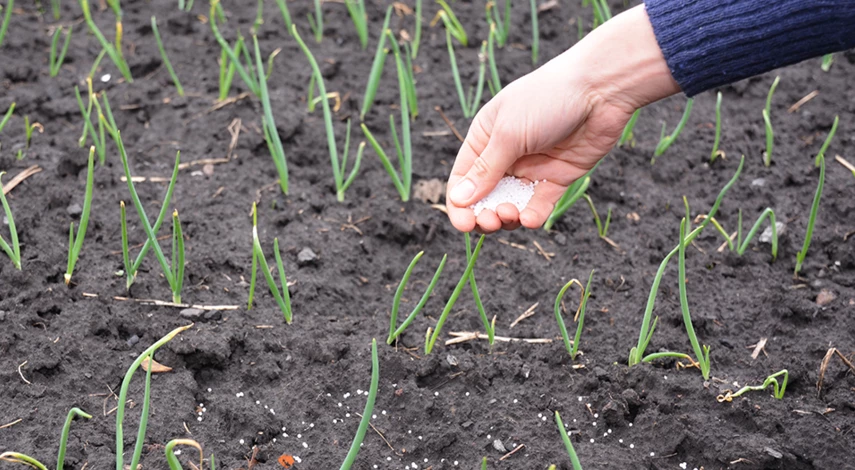 подкормка лука