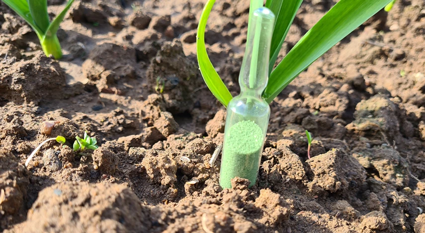 первая подкормка лука