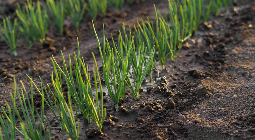 удобрение для чеснока