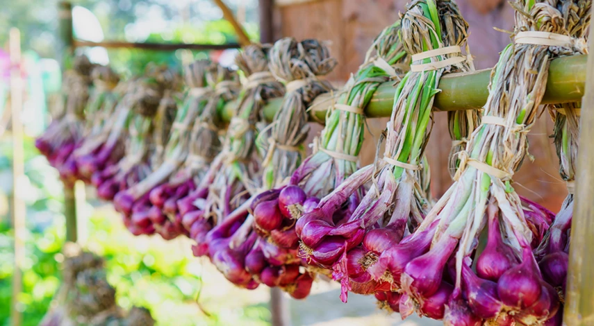 удобрение для лука и чеснока