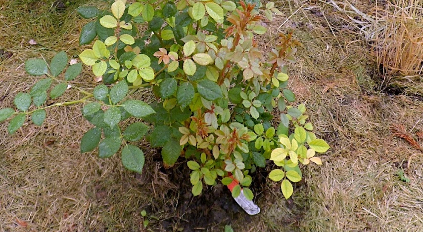 обработка роз весной