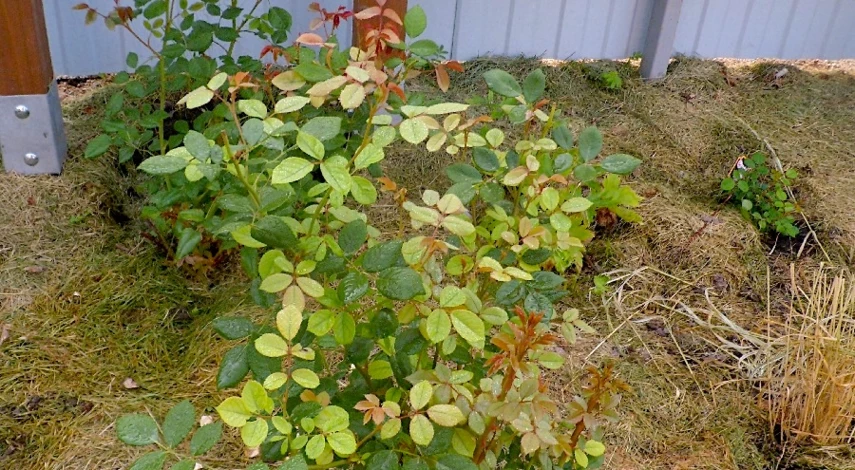 чем обработать розы