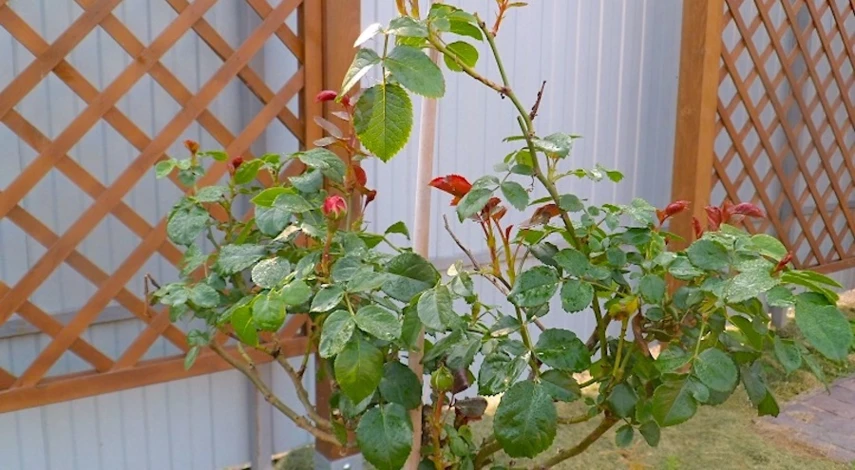 чем обработать розы весной