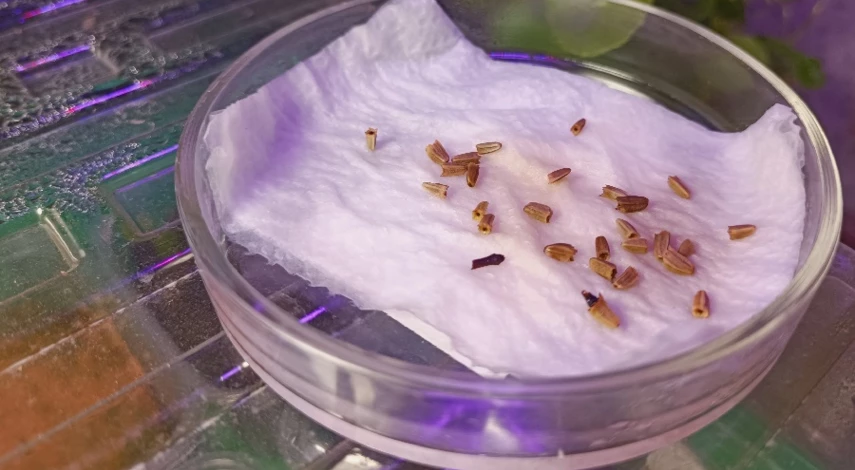 какие цветы сеять на рассаду в апреле