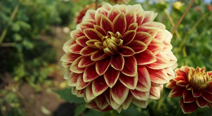 сорт георгина кабальеро