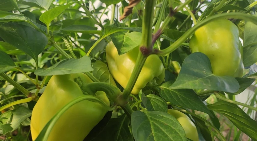 почему у рассады фиолетовые листья