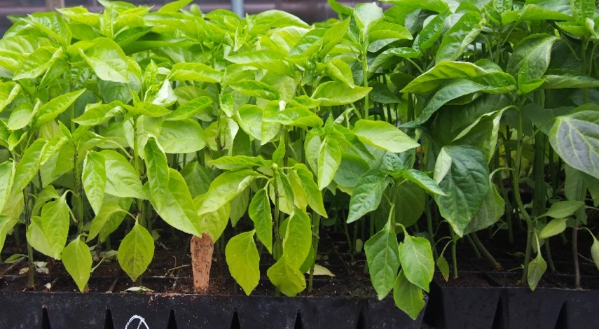 у рассады фиолетовые листья с обратной стороны