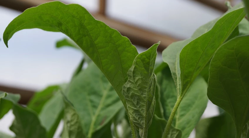 рассада с обратной стороны листа фиолетовые