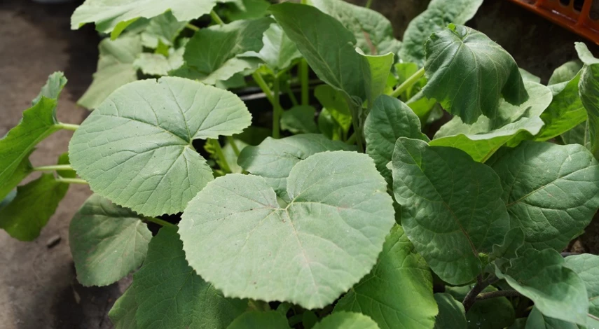 у рассады огурцов фиолетовые листья